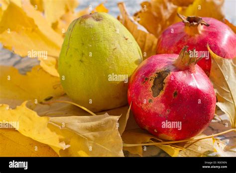  The Quaint Still Life with Quince and Pomegranate! A Delightful Exploration of Texture and Light